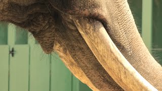 アジアゾウ の『ズゼ』と『マック』 (神戸市立 王子動物園) 2020年8月4日