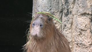 Capybara (Chiba Zoological Park, Chiba, Japan) September 17, 2020