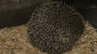 Four-toed hedgehog (Higashiyama Zoo and Botanical Gardens, Aichi, Japan) July 22, 2021