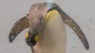 キングペンギンの羽繕い (アクアパーク品川) 2017年9月29日