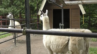 Llama (Obihiro Zoo, Hokkaido, Japan) July 6, 2019