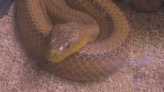 キイロネズミヘビ　Yellow rat snake