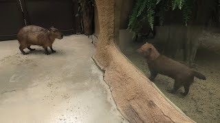 Bush dog & Capybara (KOBE ANIMAL KINGDOM, Hyogo, Japan) September 28, 2020