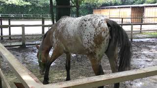 Pony (Shimizu Park Pony Ranch, Chiba, Japan) June 24, 2018