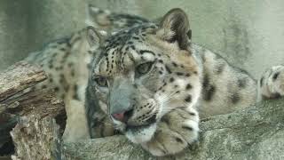 Snow leopard (Oji Zoo, Hyogo, Japan) October 14, 2021