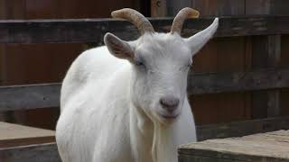 Saanen goat (Ouchiyama Zoo, Mie, Japan) January 3, 2018