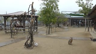 Animals (Torius Friendly Zoo, Fukuoka, Japan) April 23, 2019