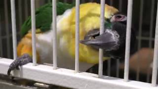 ズグロシロハラインコ　Black-headed parrot