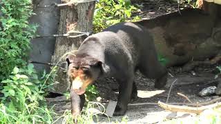 Sun bear (Toyohashi Zoo and Botanical Park, Aichi, Japan) January 1, 1970