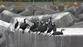 Japanese Cormorant (Teuri island, Hokkaido, Japan) June 21, 2019