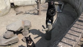 Small Asian black bear (Kuma Kuma Garden, Akita, Japan) August 6, 2019