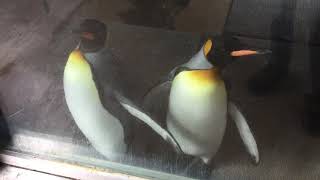 あっちむいてキングペンギン（東武動物公園） 2017年8月20日