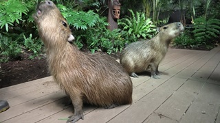 Capybara time (KAWA-SUI Kawasaki Aquarium, Kanagawa, Japan) September 16, 2020