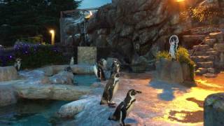 夜のフンボルトペンギン (東武動物公園) 2017年7月15日
