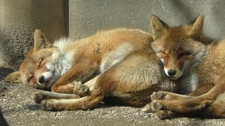 Japanese Red Fox (Tokushima Zoo, Tokushima, Japan) March 2, 2019