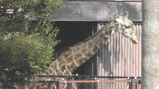Masai giraffe (Tokushima Zoo, Tokushima, Japan) March 2, 2019