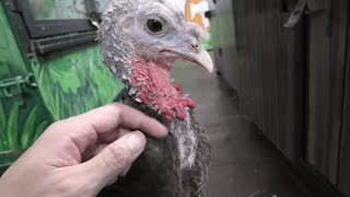 シチメンチョウ (めっちゃおもろい動物園) 2021年10月7日