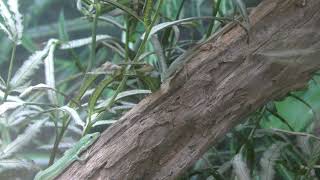 アオカナヘビ　Green grass lizard