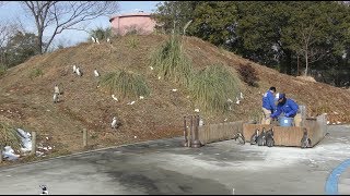 ペンギンのランチタイム (埼玉県こども動物自然公園) 2018年2月3日