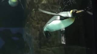 泳ぐオウサマペンギン (海遊館) 2017年11月4日