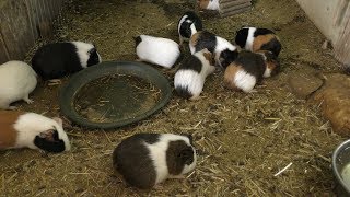 ウサギとモルモット (ズケラン養鶏場 ミニミニ動物園) 2019年5月12日