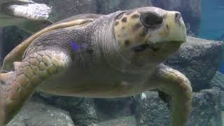 Sea turtle (Port of Nagoya Public Aquarium, Aichi, Japan) November 18, 2017