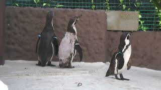 ペンギンの家 (天王寺動物園) 2023年6月3日