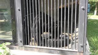 Asian black bear (Yayoi Ikoi Square, Aomori, Japan) August 7, 2019