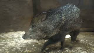 Collared Peccary (KOBE ANIMAL KINGDOM, Hyogo, Japan) October 24, 2021