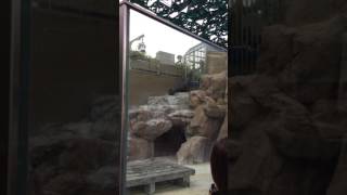 Sea lion (Sunshine Aquarium, Tokyo, Japan) July 13, 2017