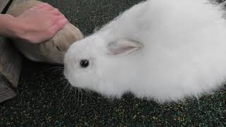 Rabbit (Kuju Yamanami Farm, Oita, Japan) December 6, 2019