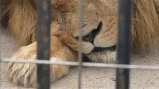 ライオン の『モイカ』と『シジミ』 (周南市徳山動物園) 2018年5月19日