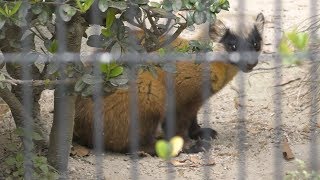 ツシマテン の『ちゅうくん』 (福岡市動物園) 2019年4月23日