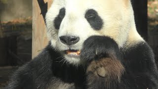ジャイアントパンダのリーリー (上野動物園) 2017年12月17日