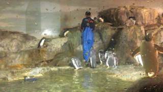 ペンギンたちのご飯タイム3（豊橋総合動植物公園／のんほいパーク） 2017年8月5日