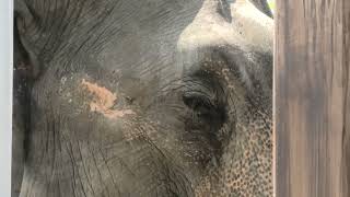 Asian elephant (Toyohashi Zoo and Botanical Park, Aichi, Japan) July 24, 2021
