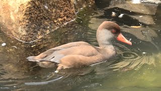 Geese & Duck & Crane (Chiba Zoological Park, Chiba, Japan) September 17, 2020