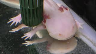 Axolotl (Saitama Aquarium, Saitama, Japan) December 9, 2018