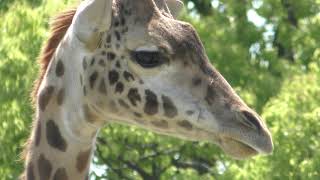 Masai giraffe (Kumamoto City Zoological and Botanical Gardens, Kumamoto, Japan) April 18, 2019