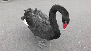 Black Swan (Kagoshima City Hirakawa Zoological Park, Kagoshima, Japan) April 17, 2019