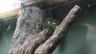 Emerald tree boa (Higashiyama Zoo and Botanical Gardens, Aichi, Japan) July 22, 2021