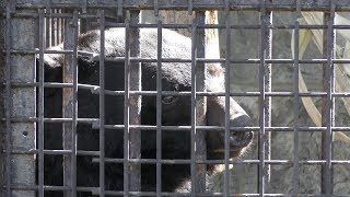 Japanese black bear (Kumamoto City Zoological and Botanical Gardens, Kumamoto, Japan) April 18, 2019