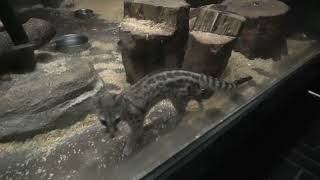 Cape genet (Higashiyama Zoo and Botanical Gardens, Aichi, Japan) July 22, 2021