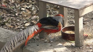 Golden Pheasant (Tokushima Zoo, Tokushima, Japan) March 2, 2019