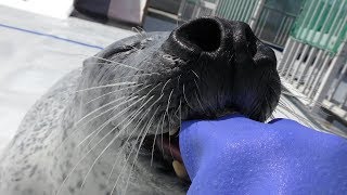 Spotted Seal Feeding (Okhotsk Tokkari Center, Hokkaido, Japan) June 26, 2019