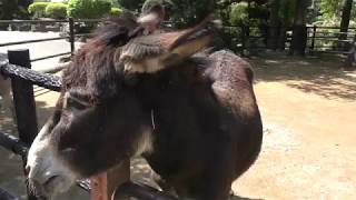 Donkey (Izu Shaboten Zoo, Shizuoka, Japan) April 22, 2018