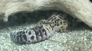 Common leopard gecko & African fat-tailed gecko (Higashiyama Zoo and Botanical Gardens, Aichi, Japan) July 22, 2021