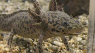 アンダーソンサラマンダー　Anderson's salamander