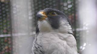 Peregrine Falcon (Fukuoka Municipal Zoo and Botanical Garden, Fukuoka, Japan) April 23, 2019