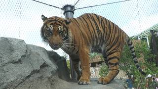 Sumatran tiger (Higashiyama Zoo and Botanical Gardens, Aichi, Japan) July 21, 2023